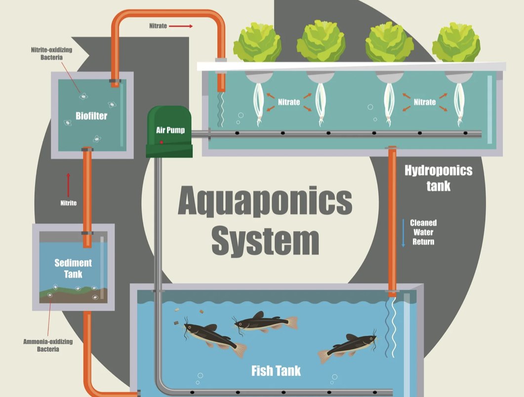 Diagram of an aquaponics system: fish tank, sediment tank, biofilter, and hydroponics tank