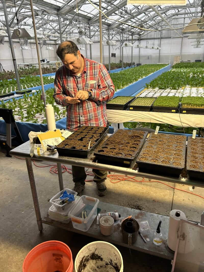 A researcher examining seed trays in a greenhouse, with hydroponic lettuce growing behind