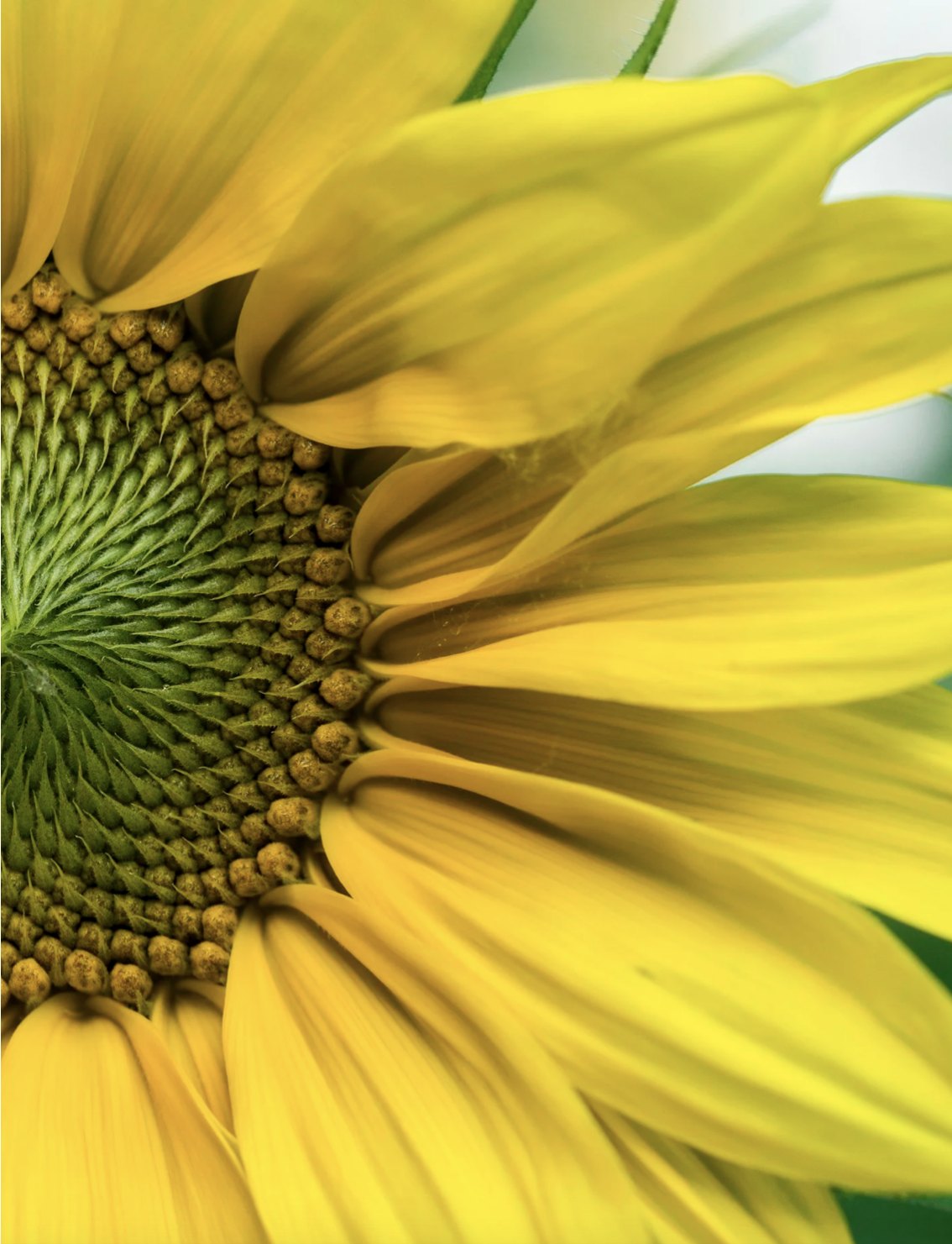 Close view of a sunflower