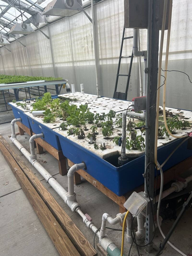 Basil and lettuce seedlings in a blue hydroponic tank inside a greenhouse