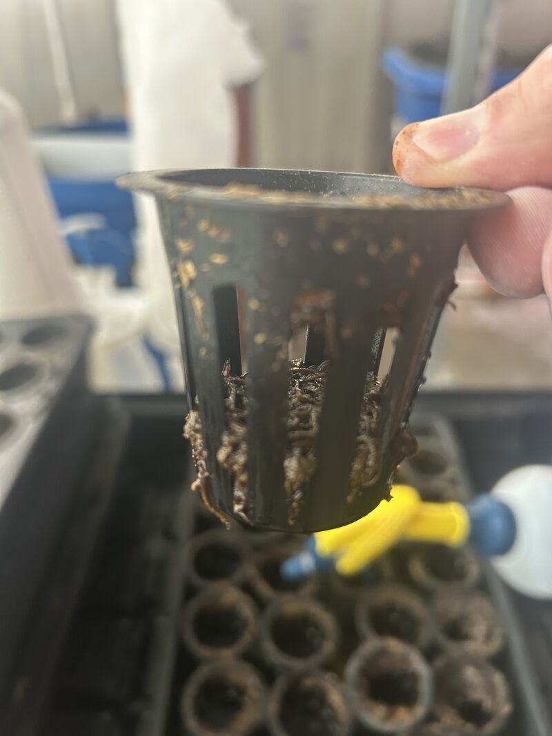 A net pot with dark frass pressed into its slots