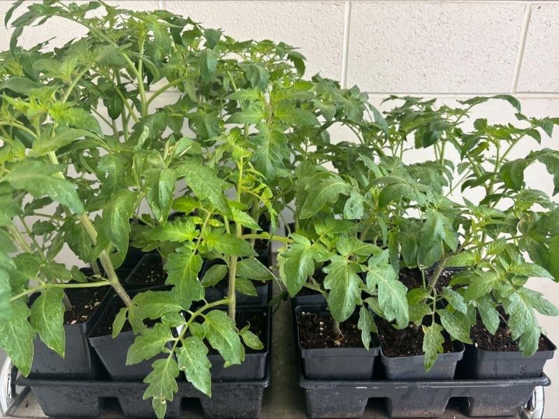 Two groups of tomato plants growing in black trays