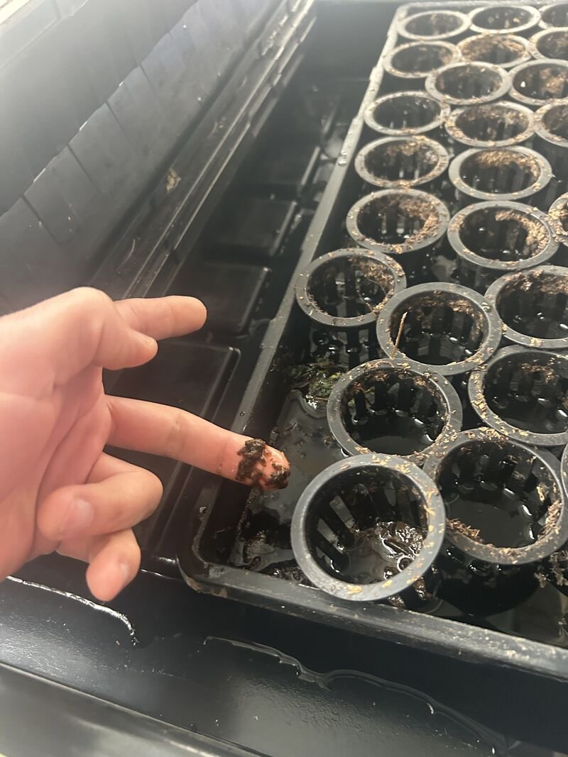 A fingertip covered in wet, dark frass beside a seedling tray