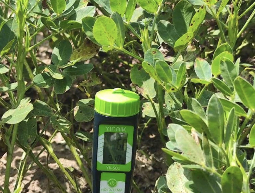 A handheld soil meter among peanut plants