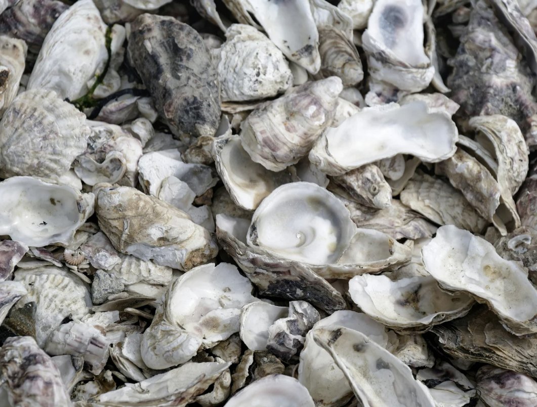 A pile of empty oyster shells