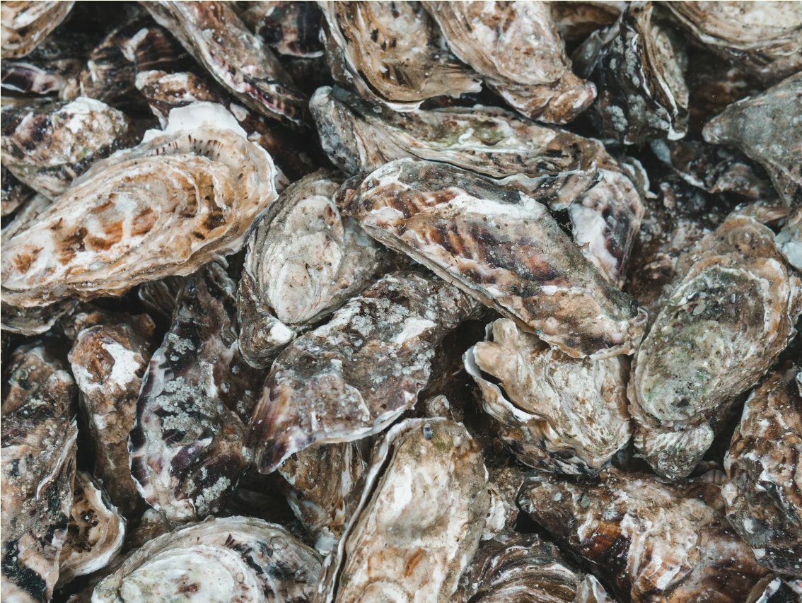 Close view of oyster shells