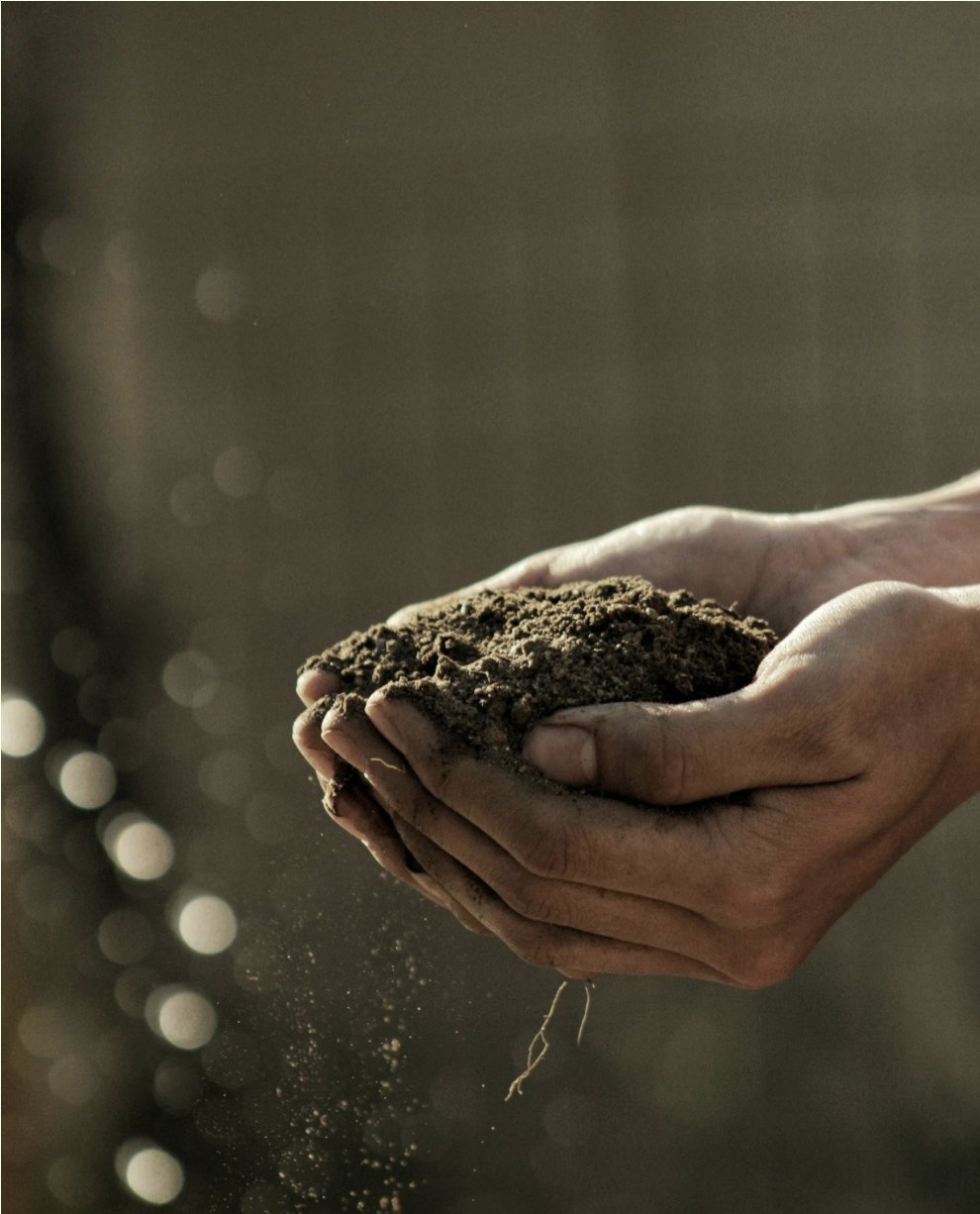 Two hands holding a mound of dark soil